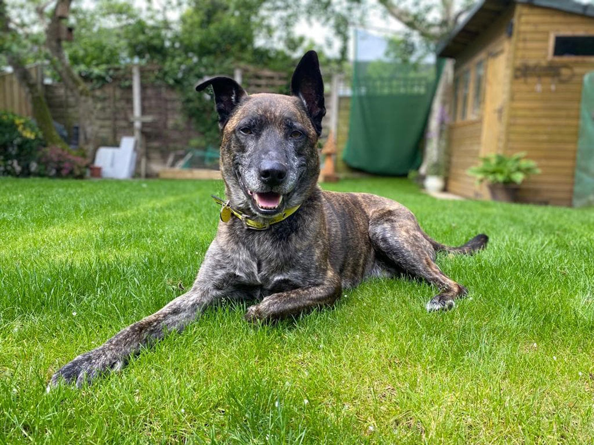 Merseyside Dogs Trust is looking for four-legged foster homes
