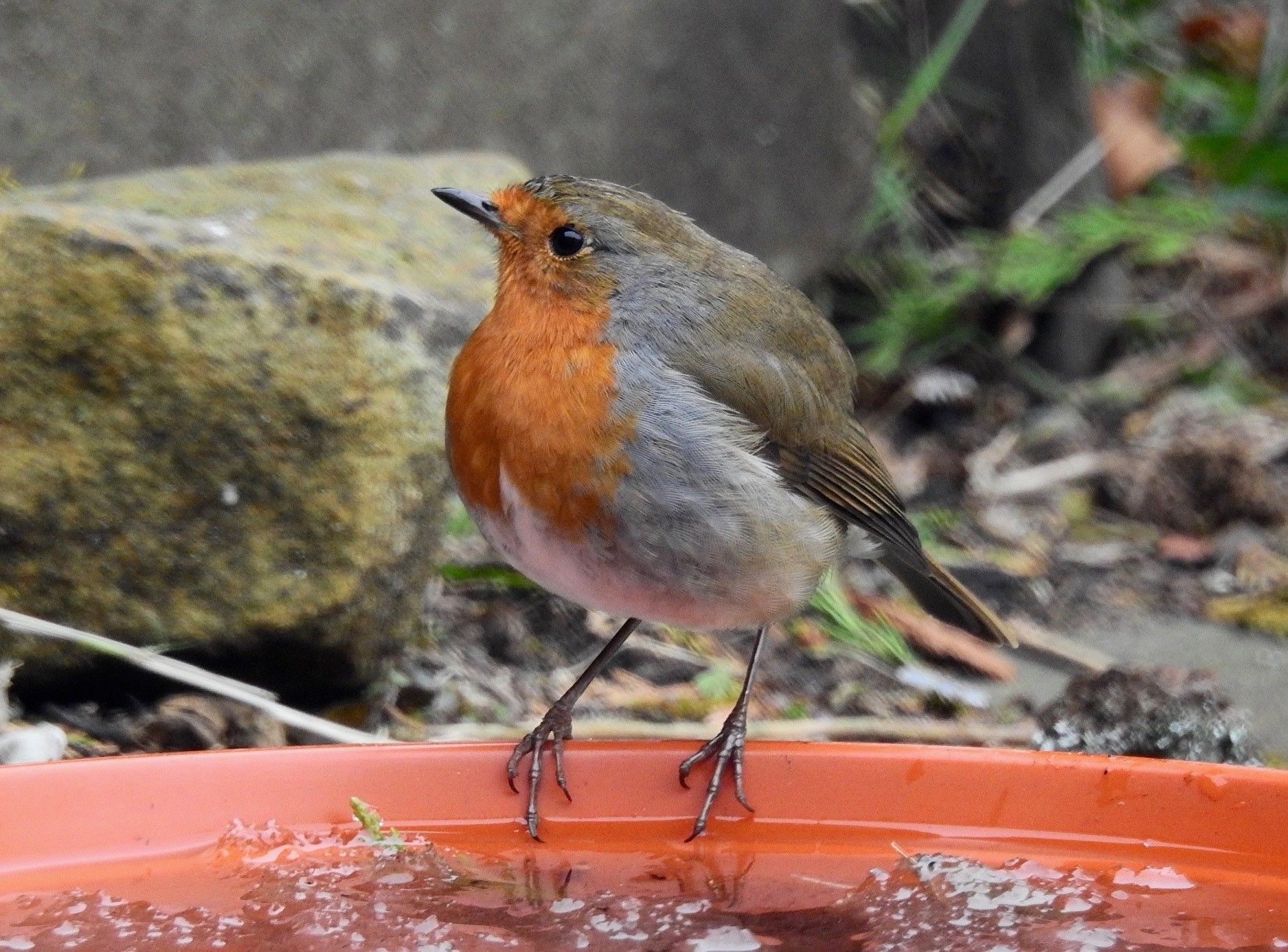 Sefton Coast column: Distinctive sound of Robin sure sign of change