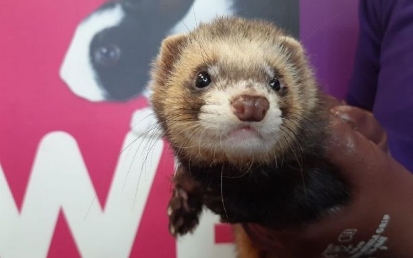 Straying Ayrshire ferret found with ticks and sores now on the mend and looking for new owner
