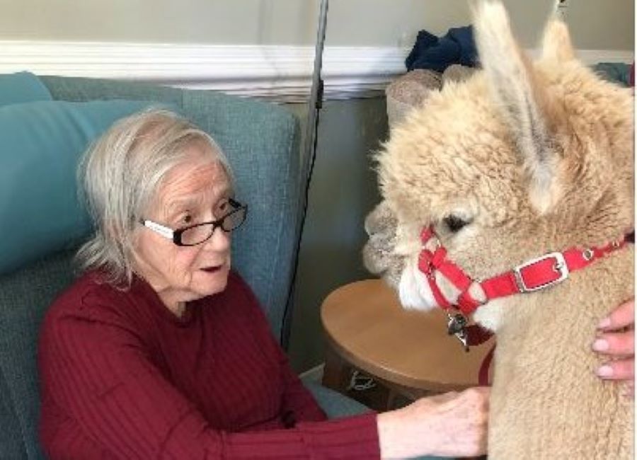 Penicuik care home residents enjoy Alpaca visitors
