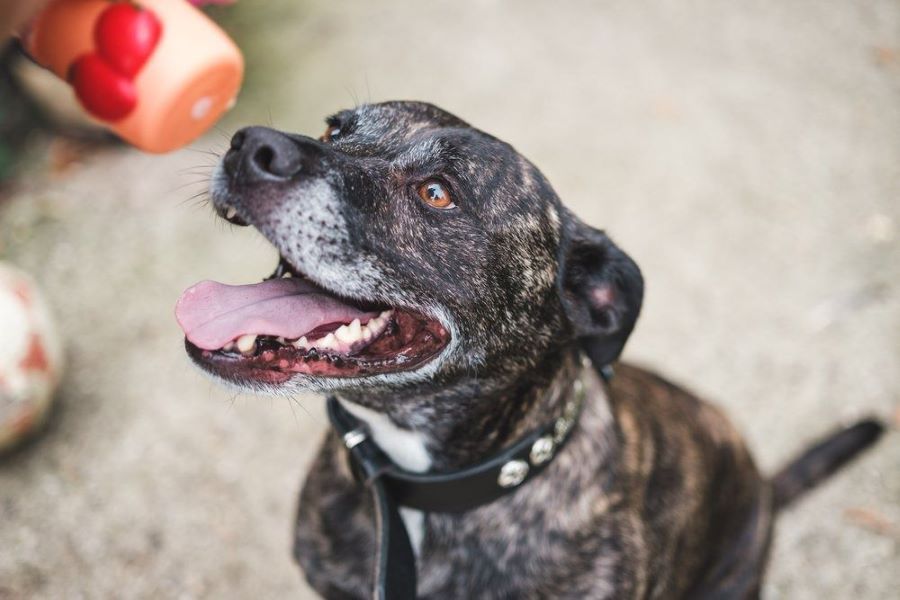 Abandoned Staffie hopes to find his 'fur-ever' home