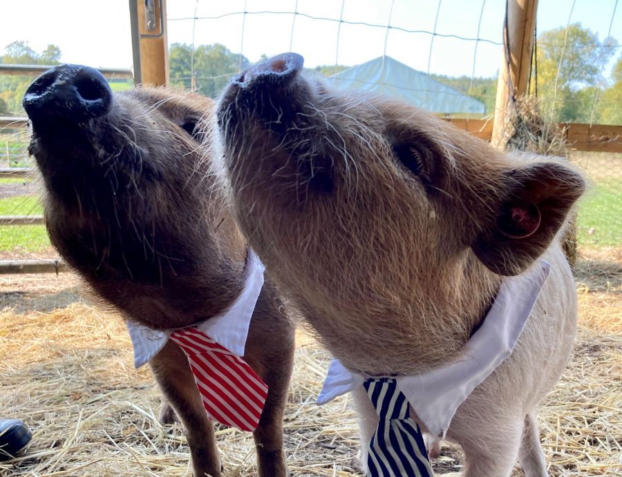 Three little pigs go to Chesham school