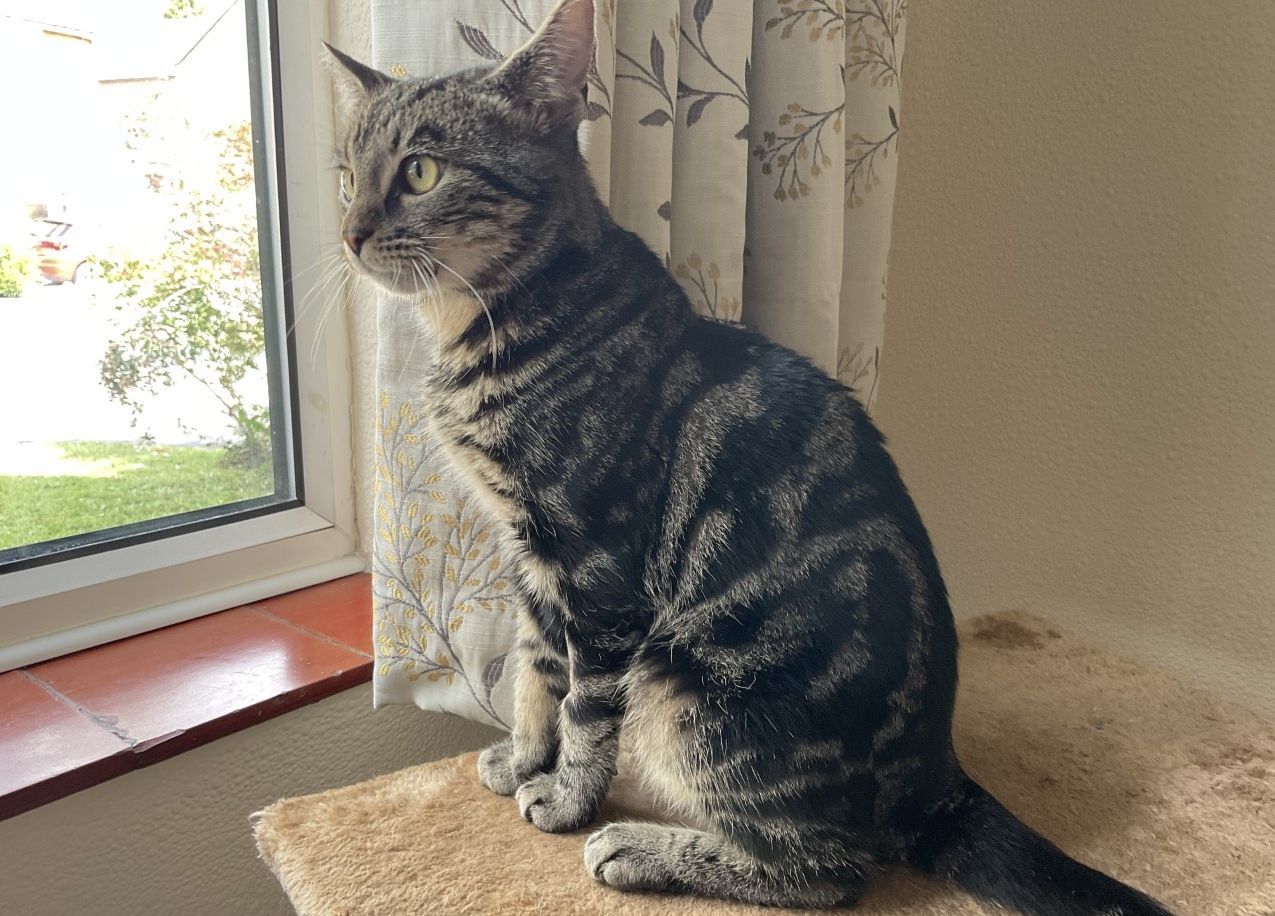 Moggy Matchmakers: Do you have the right home for Woody?