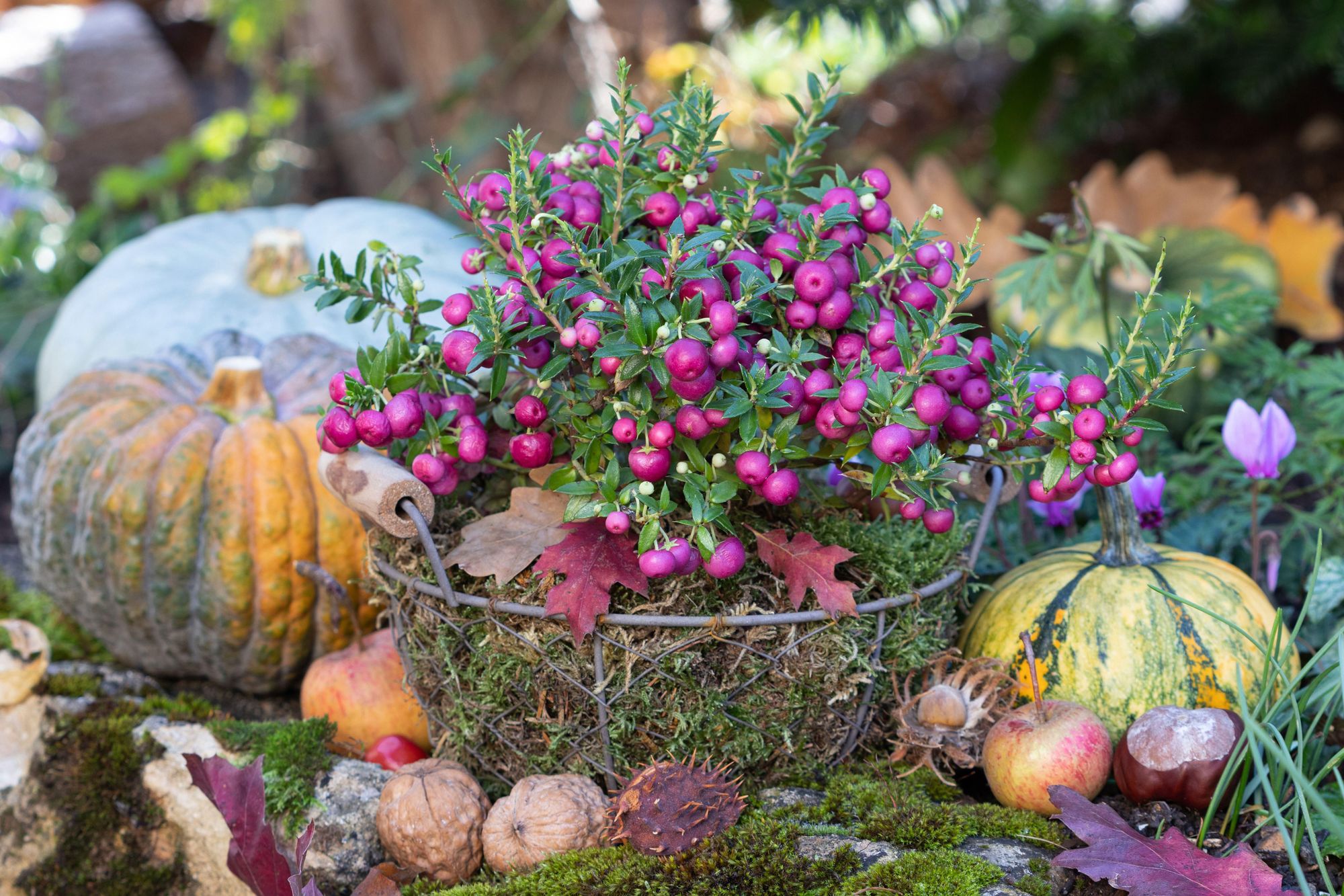 Best ways to keep your garden refreshed this Autumn