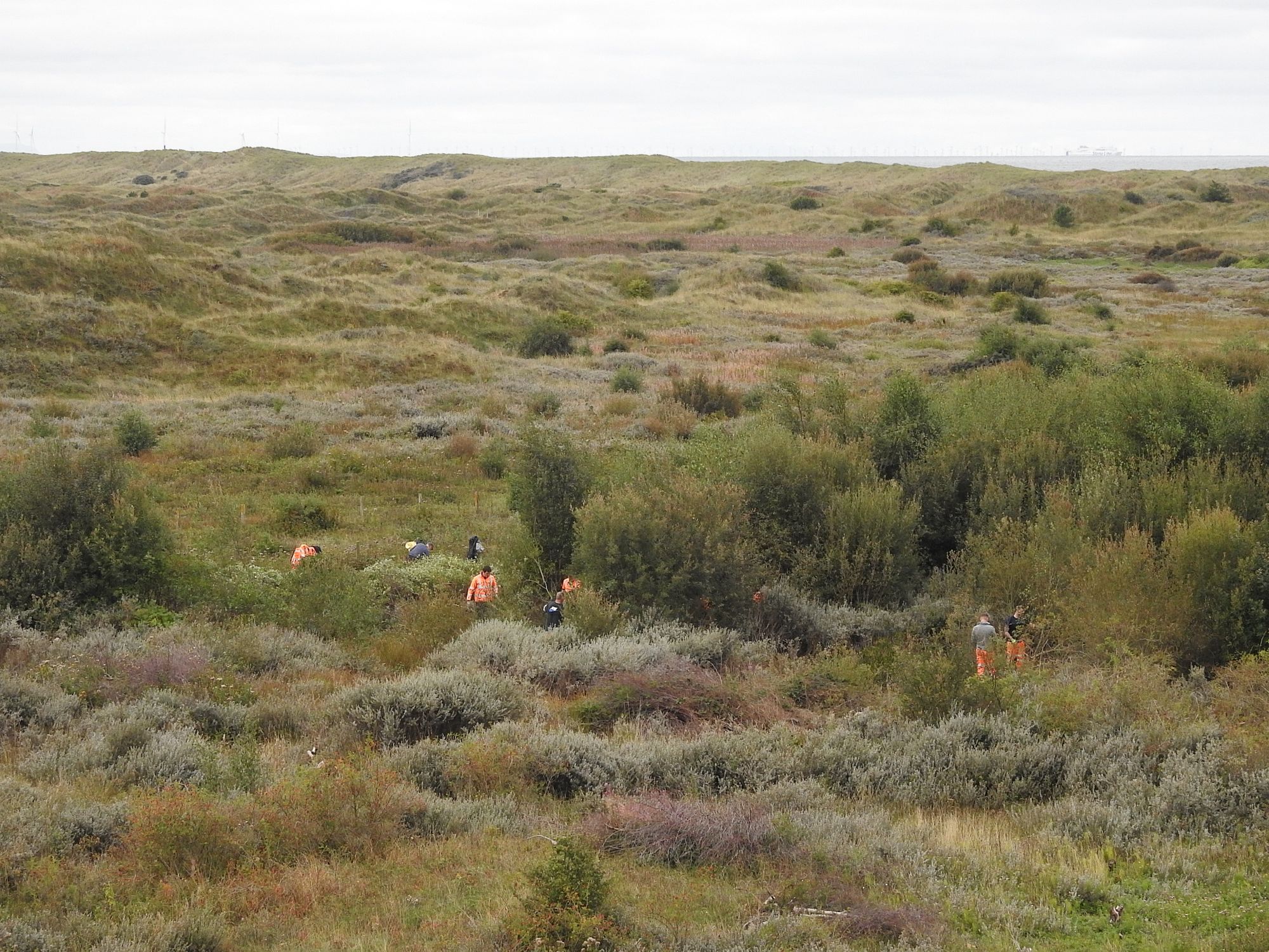 Sefton Coast column: Keeping dune scrub in check