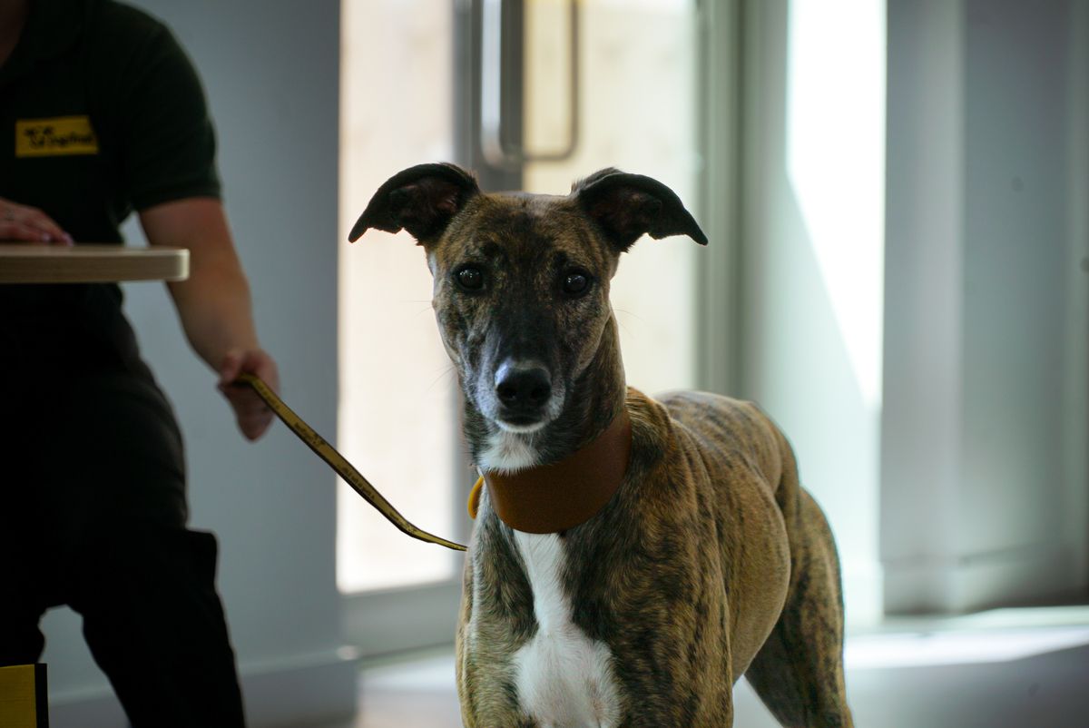 Families in danger of losing their dogs due to cost of living crisis, warns Dogs Trust