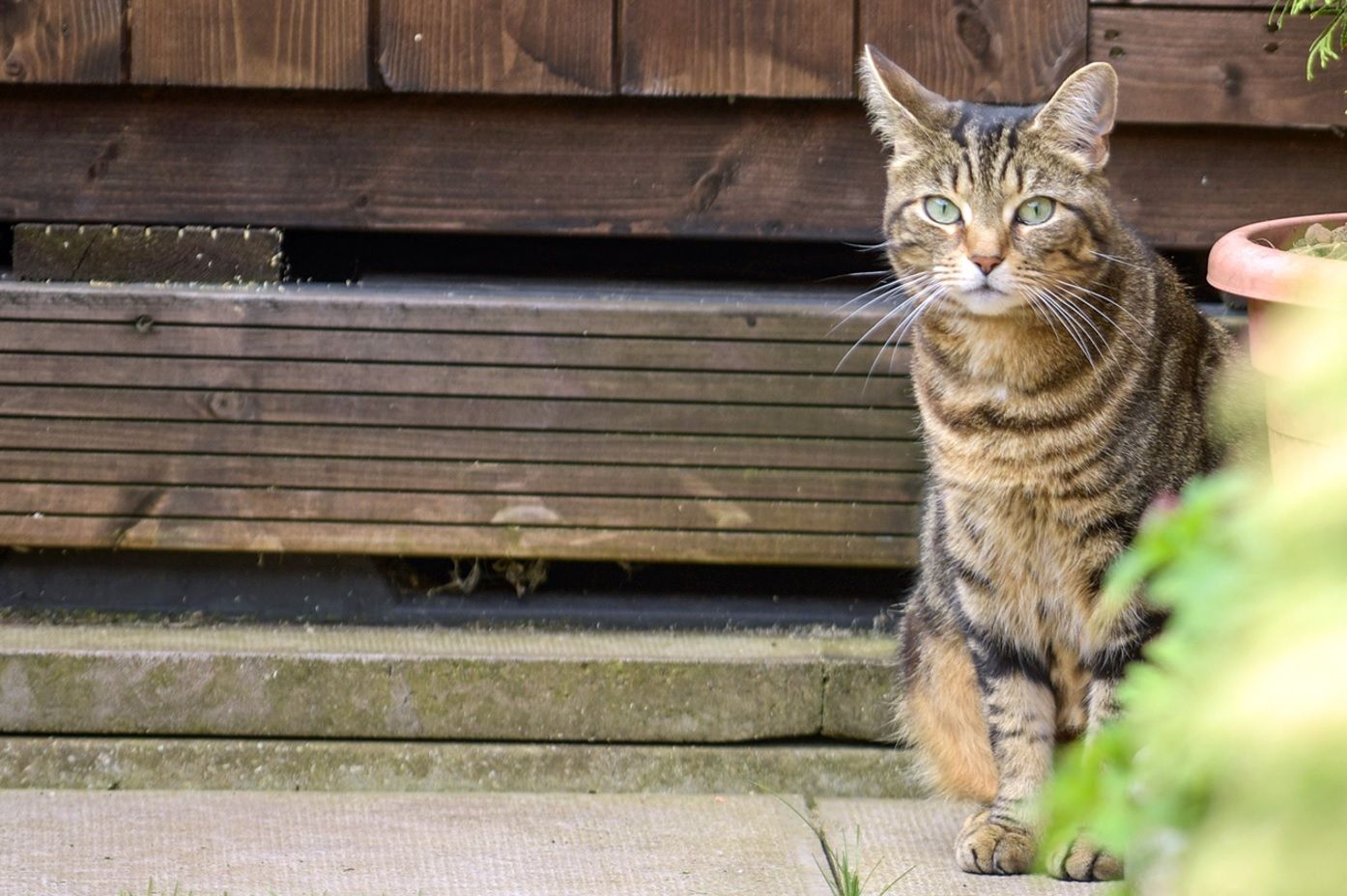 Widnes vets say microchip law will give cats 'yet another life'