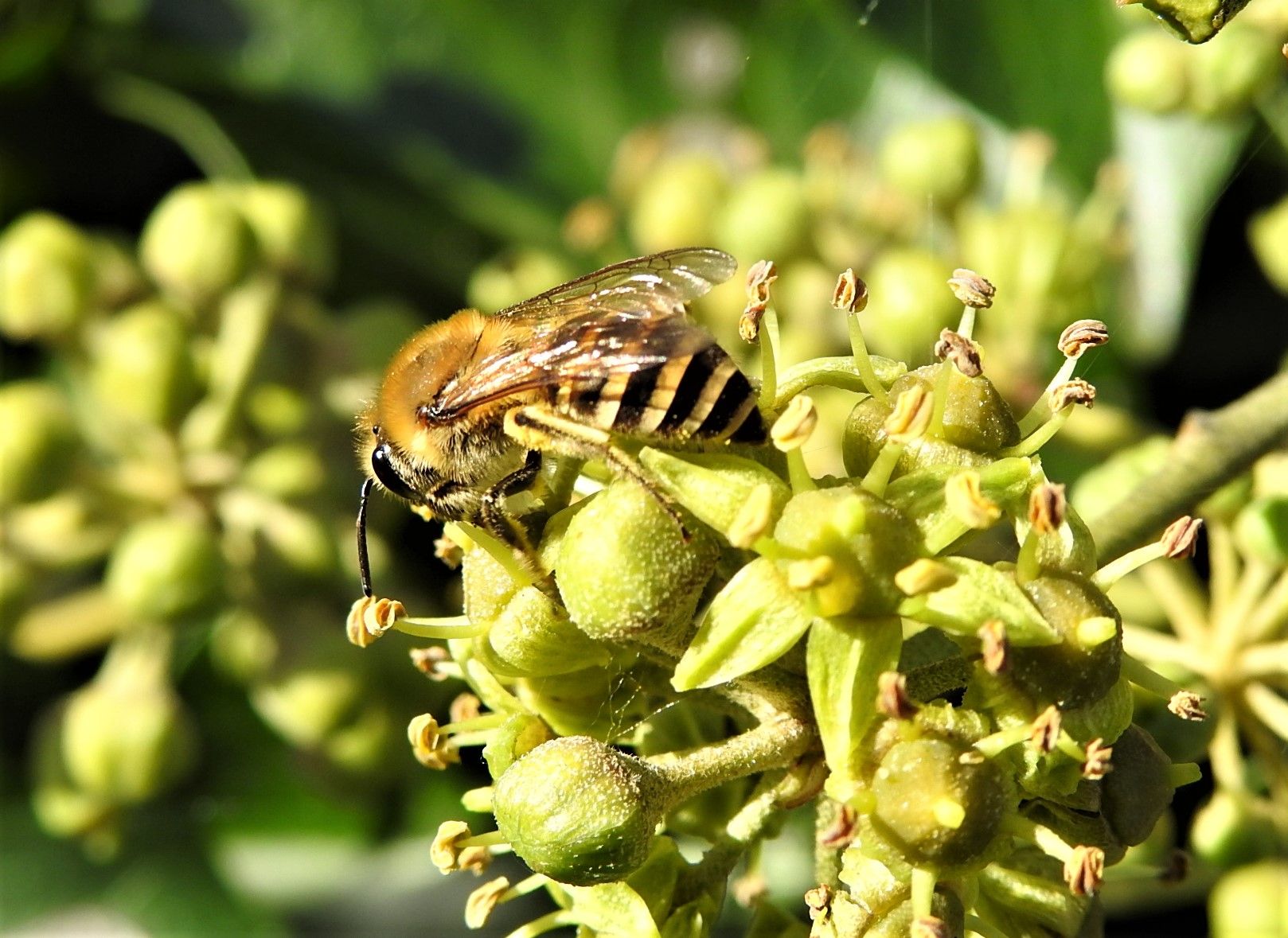 Sefton Coast column: Look out for our newest autumn speciality