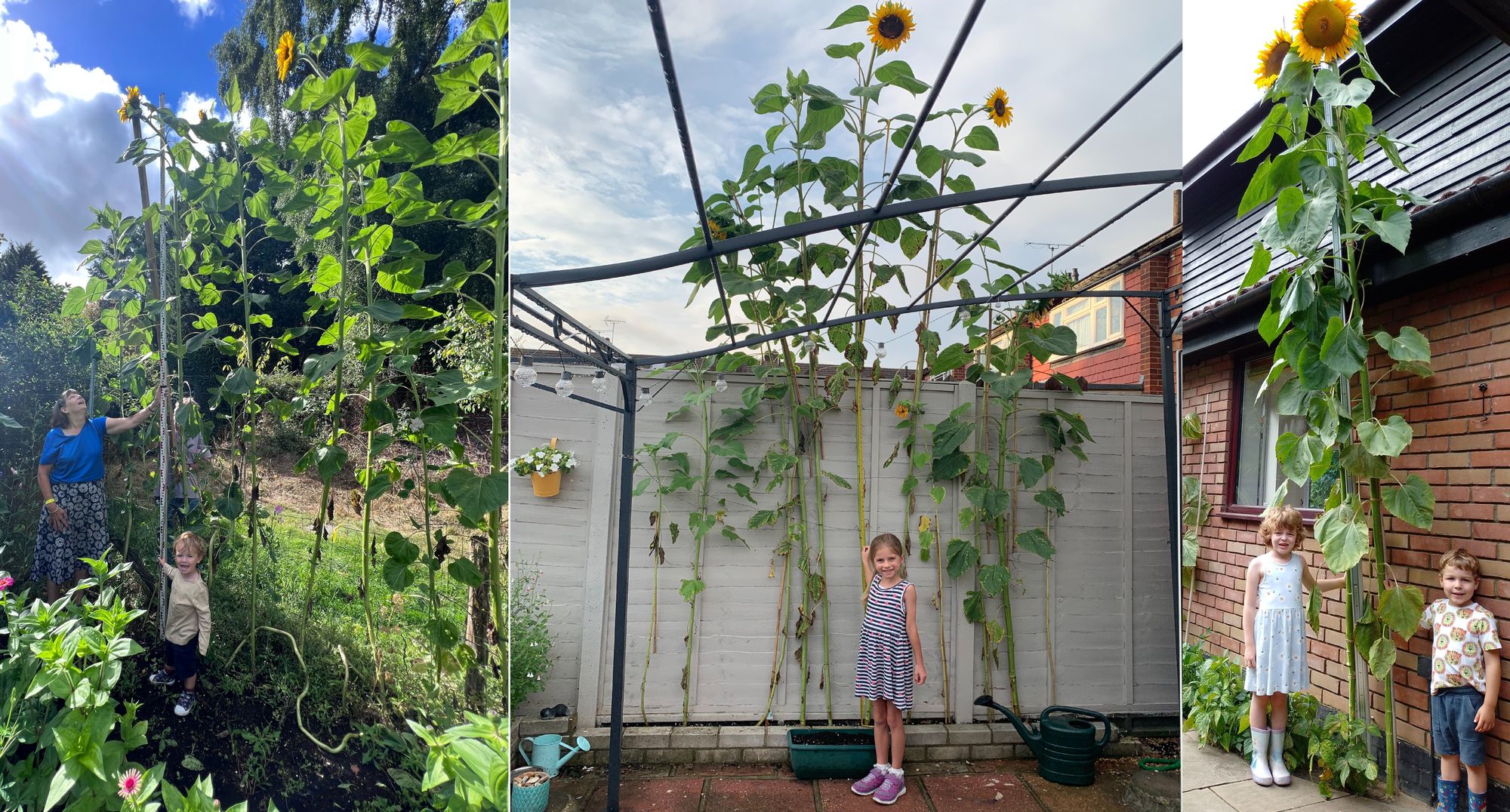 Badshot Lea boy wins tallest sunflower charity competition