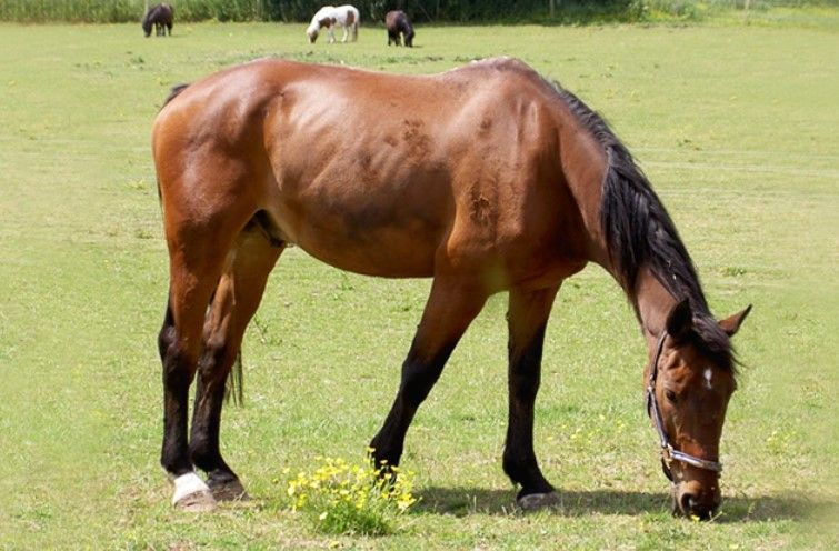 Celebrate World Animal Day with Remus Horse Sanctuary