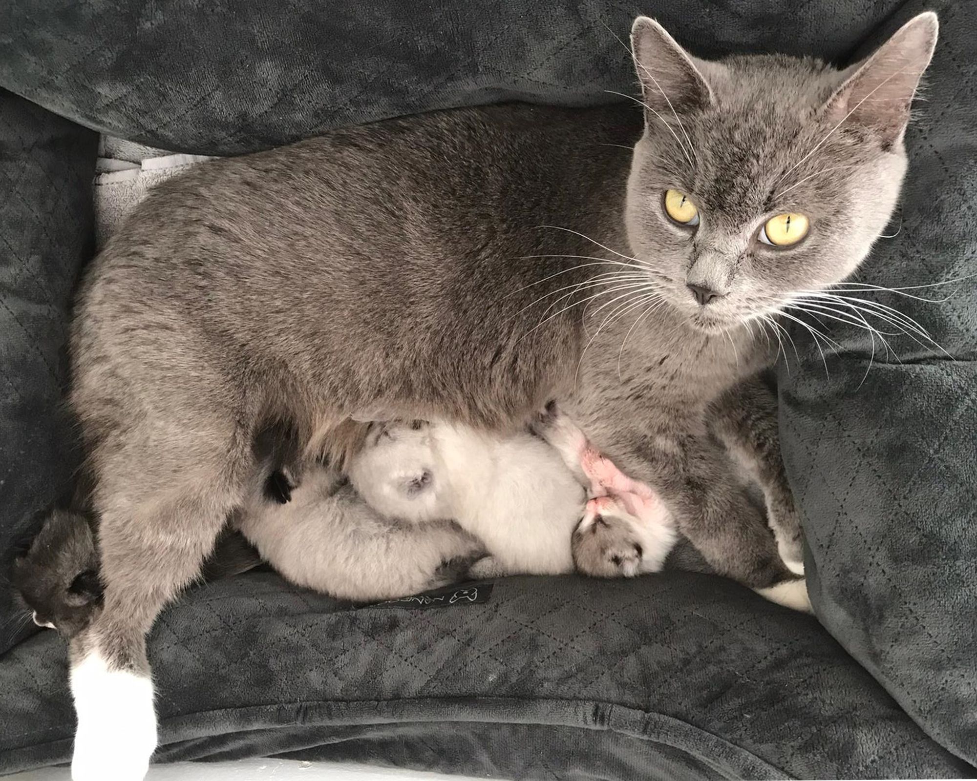 Electricity workers make 'shocking' feline discovery