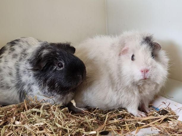 Duo of Ayrshire female Guinea pigs looking to be rehomed together