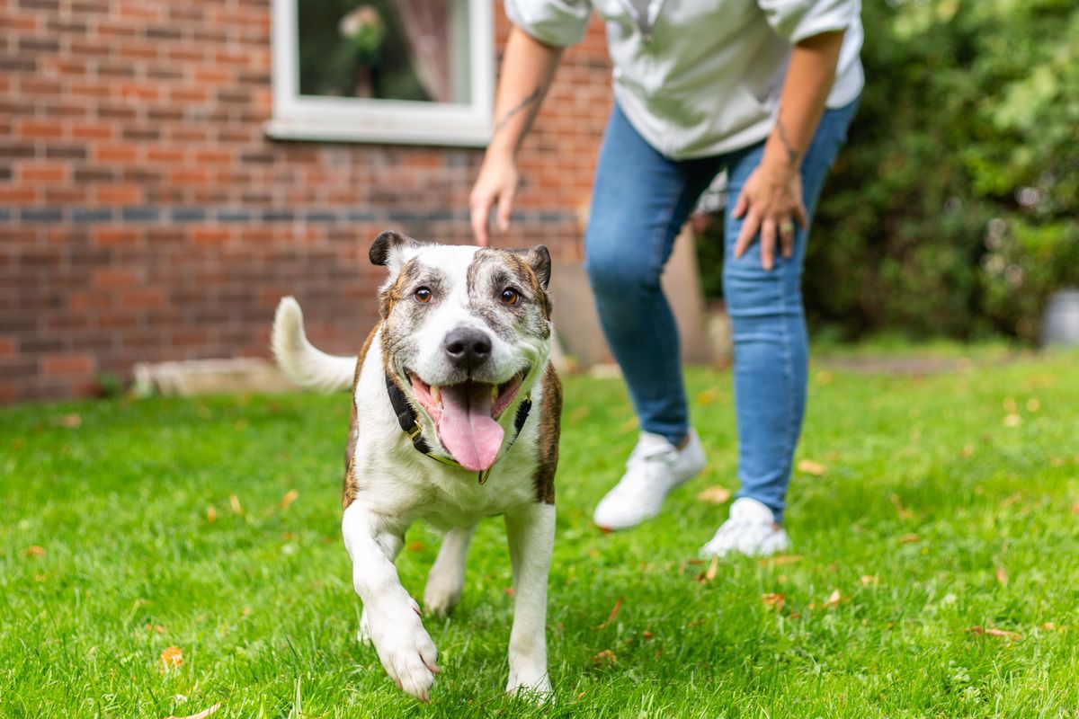 Cuddles and a comfy sofa needed rehoming Manchester's older dogs