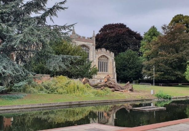New willow tree at St Mary's could be 'Hitchin's first memorial to our late Queen'