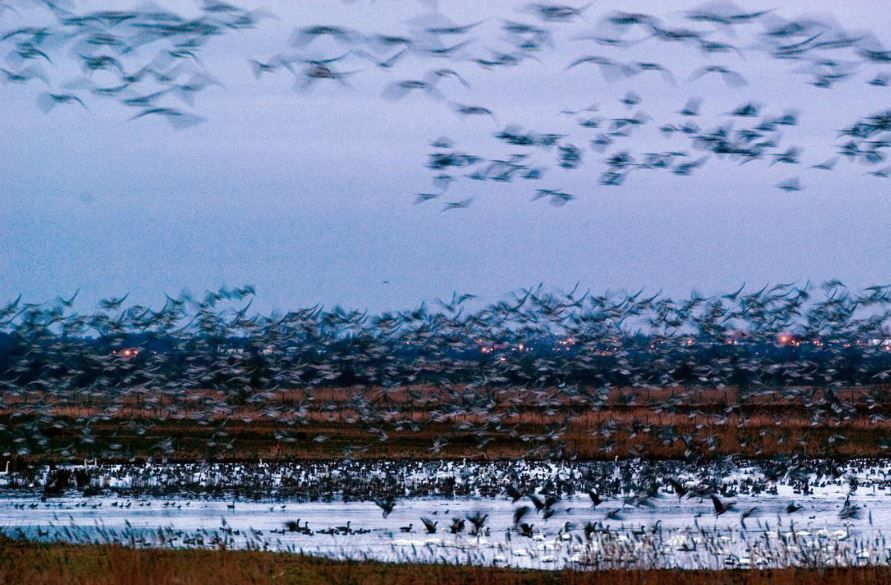 Pink-footed geese arrive at Martin Mere Wetland Centre