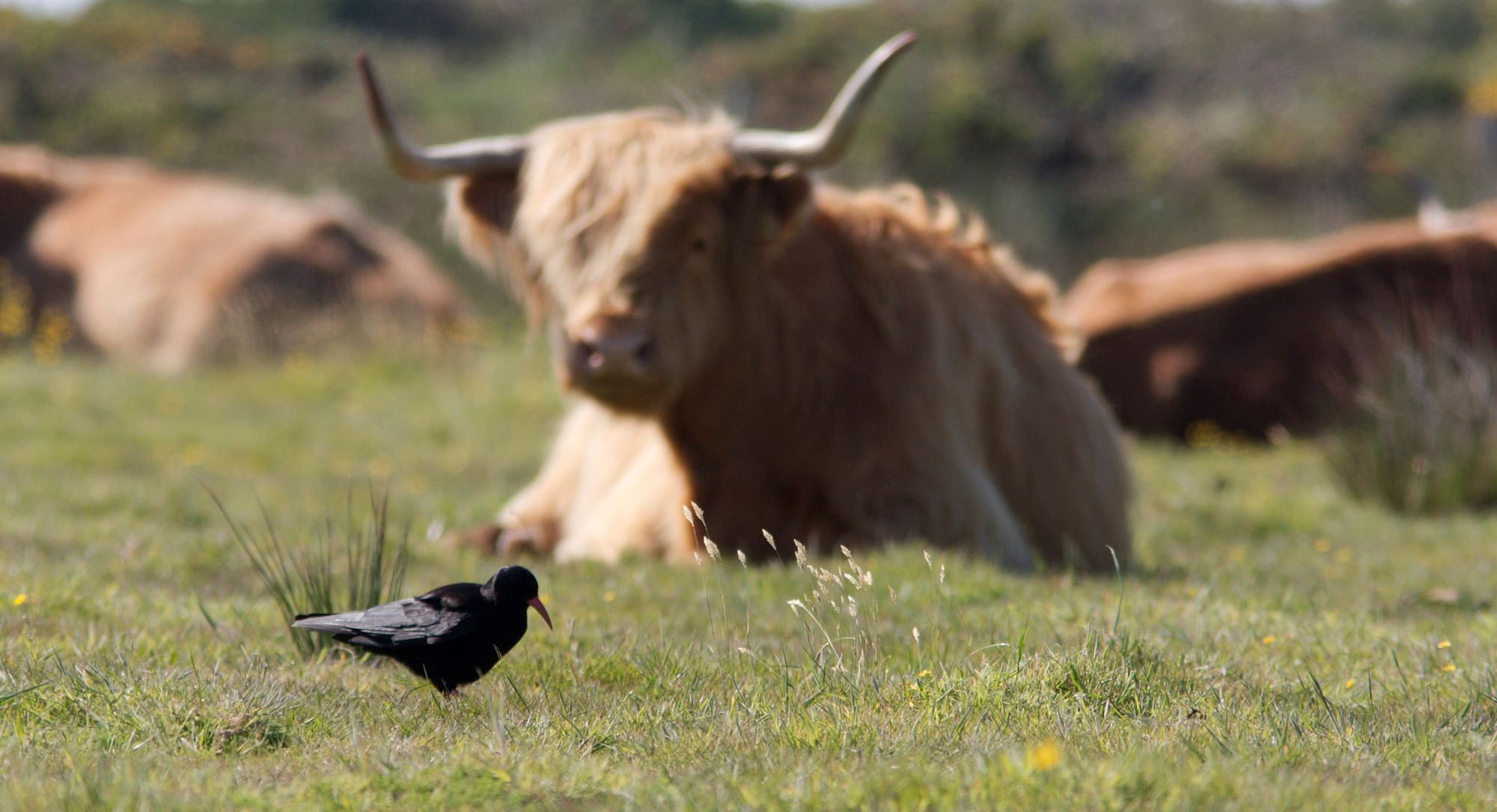 RSPB calls on Leicestershire residents to stand up for wildlife and halt Government attack