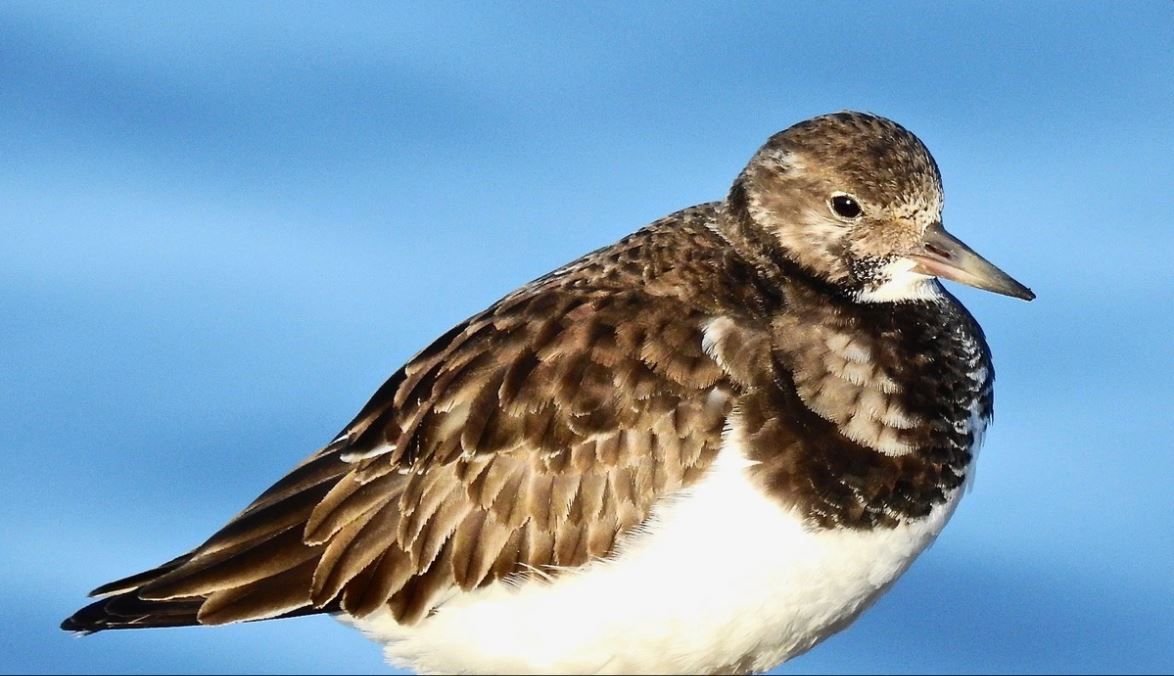 Sefton Coast Column: Celebrate the marvellous wealth of birdlife on the coastline