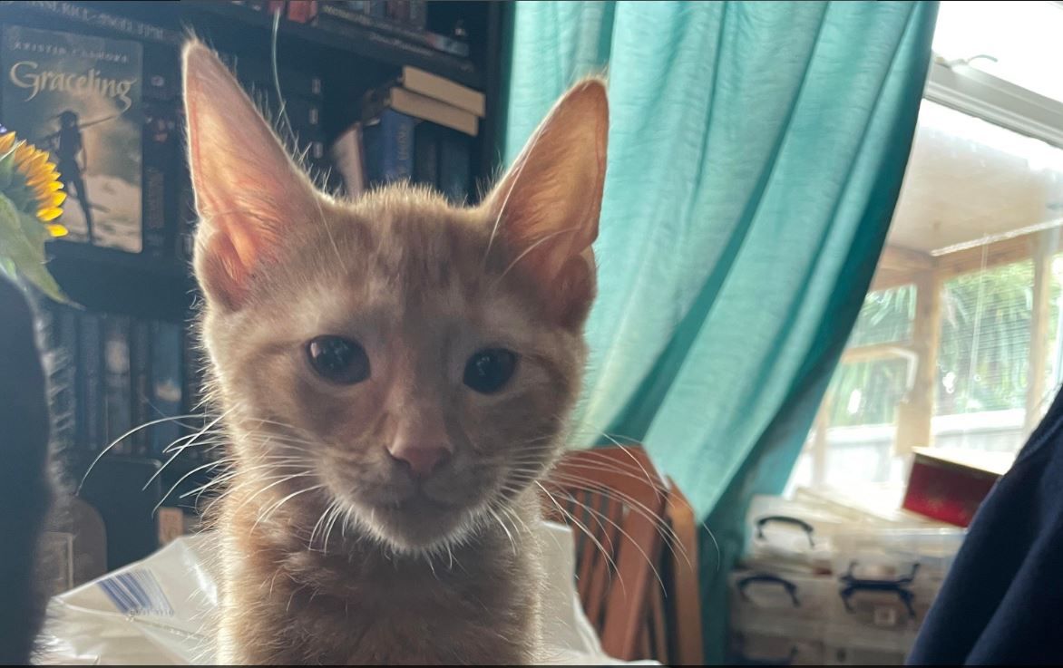 Moggy Matchmakers: Elvis is ready for his forever home
