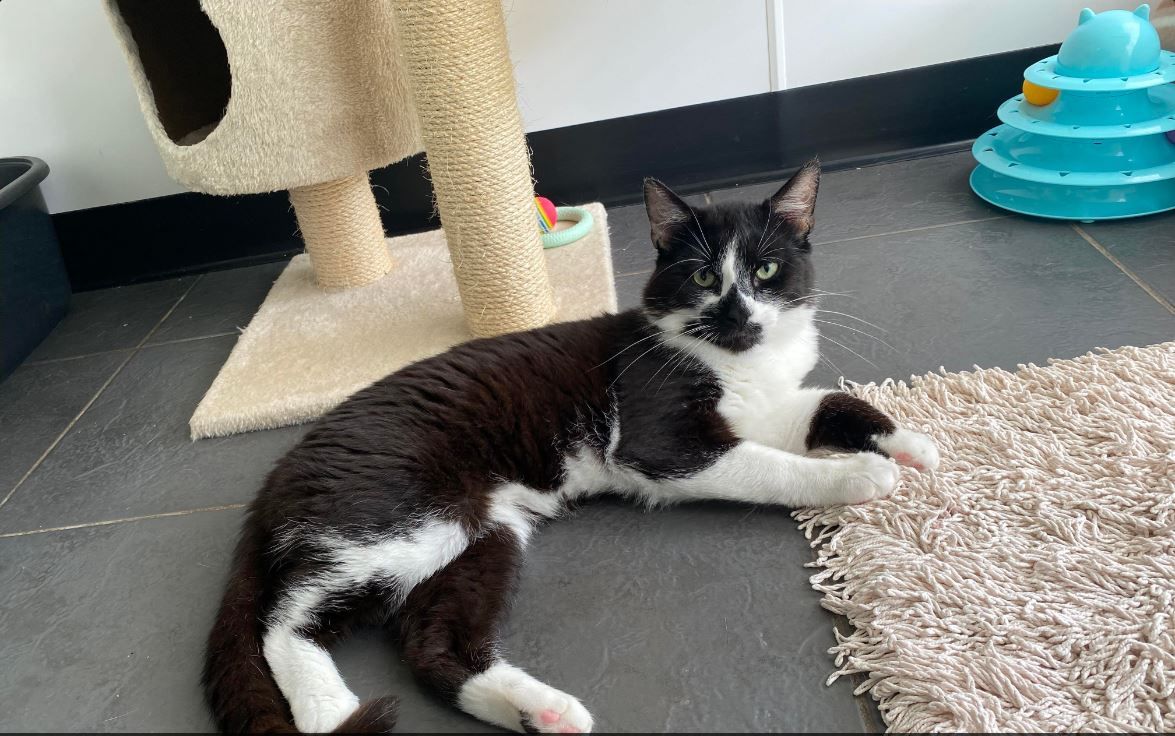 RSPCA column: Feline friends Lola, Felix or Gandalf are looking for their forever home