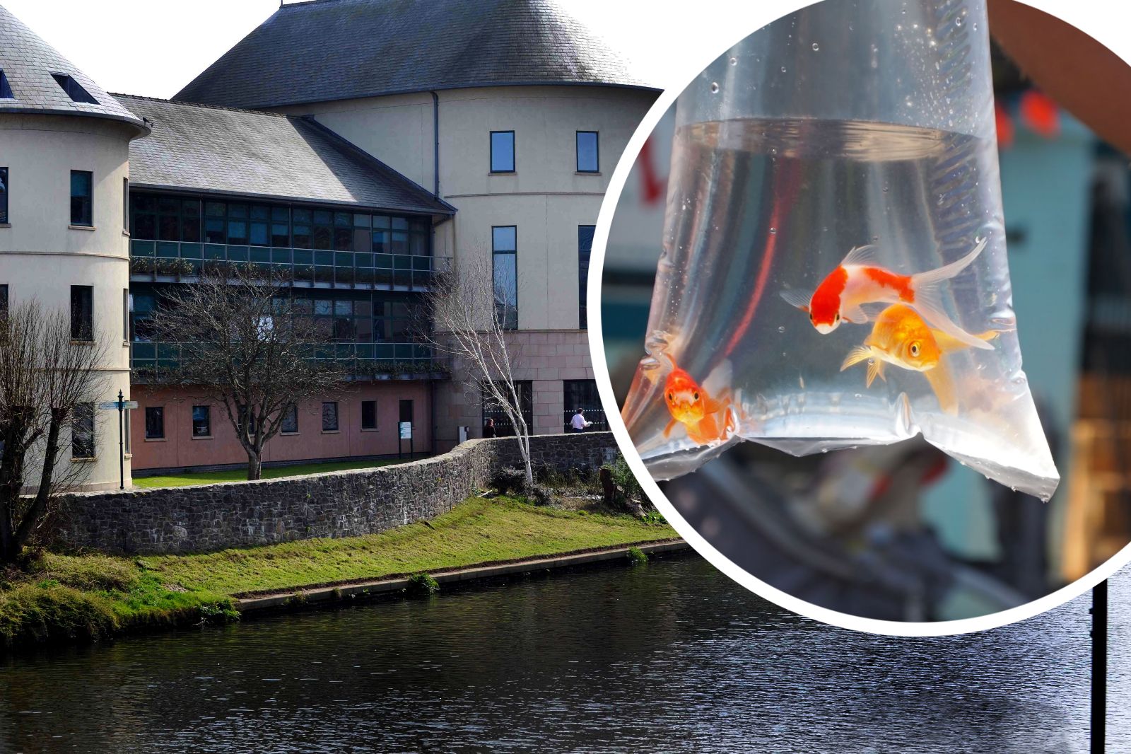 RSPCA praises Pembrokeshire Council for banning pets as prizes