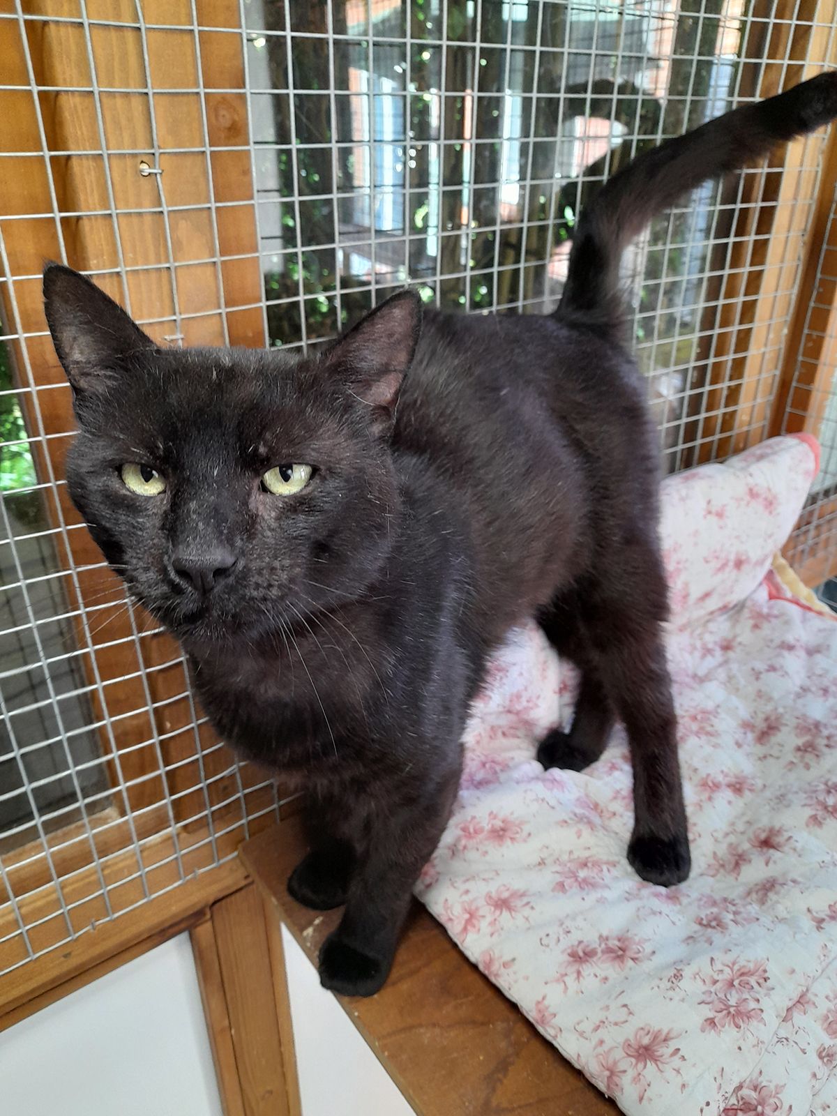 Stray cat Ozzy rescued from the streets is looking for a new home