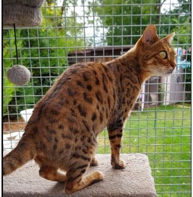 Moggy Matchmakers: Adventurous Pepsi is looking for a new home