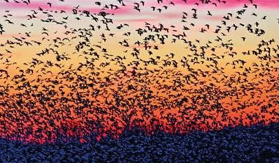 Enjoy a wildlife-filled weekend at North West Bird Watching Festival