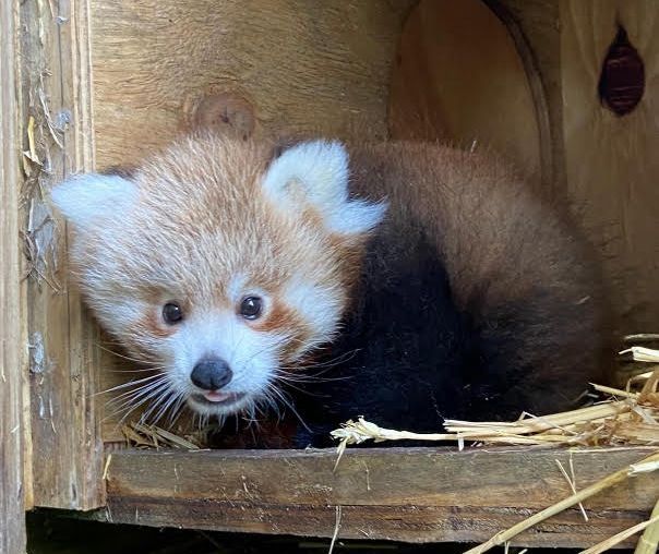 Norfolk zoo overjoyed to welcome precious red panda cub