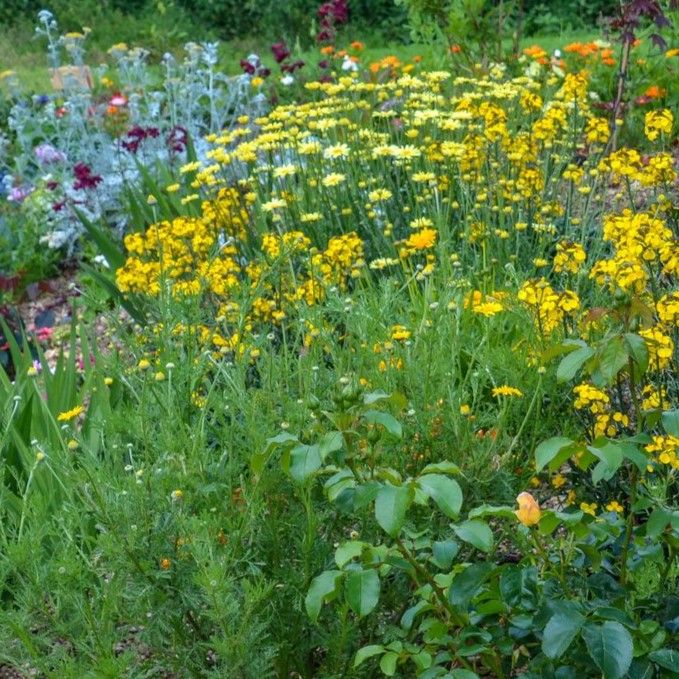 Party the night away for South Molton in Bloom