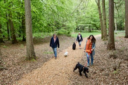 Take the free bus to Sheffield Park