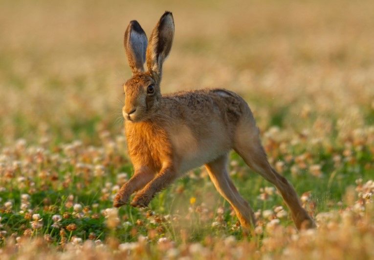 Wildlife: A hare-raising encounter