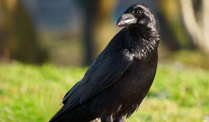 Wildlife: Look out for giant ravens