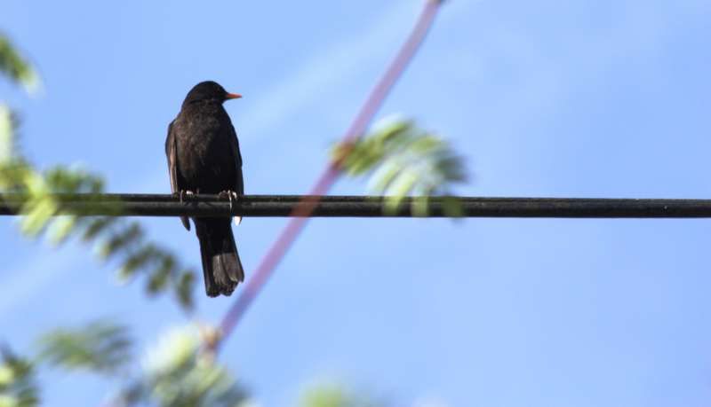 Wildlife: Cheeky and cheerful blackbird