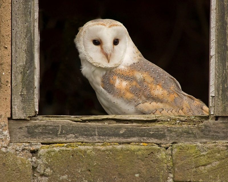 Laughing Badger: Attracting barn owl beauties to your DIY home