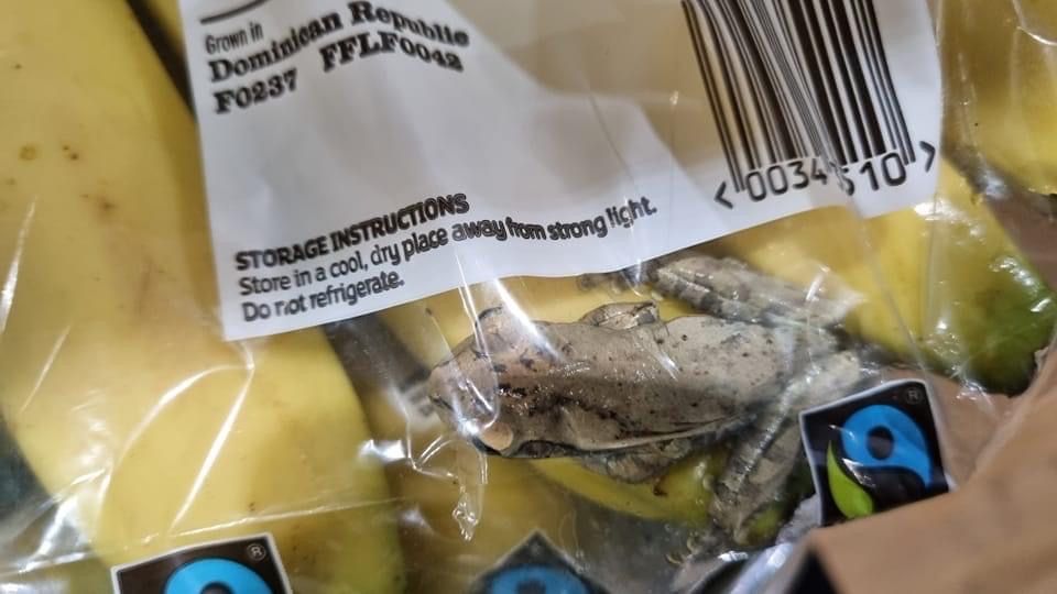 ‘Look there’s a frog in the bananas’ - Tamworth family make unusual discovery