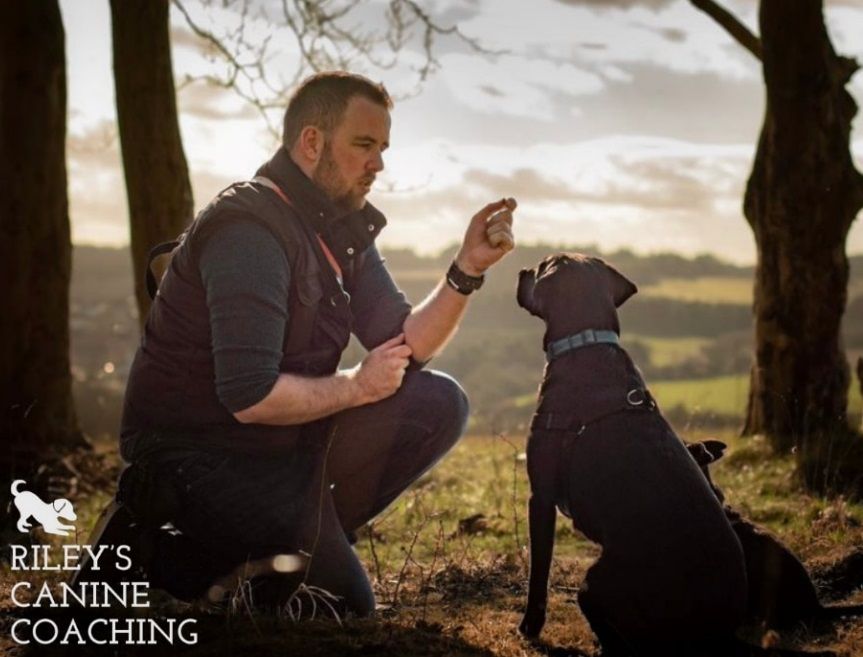 Hampshire canine coach shortlisted for animal star award