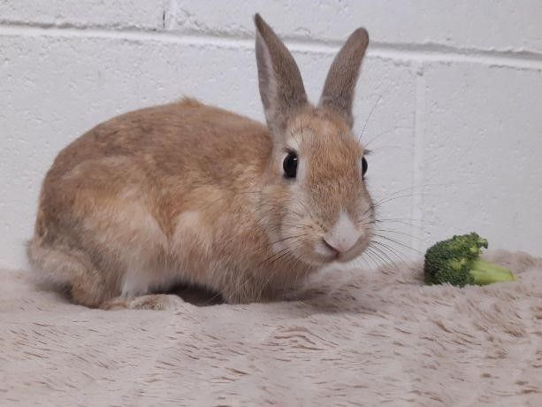 Cute and curious Ayrshire rabbit needs new owner