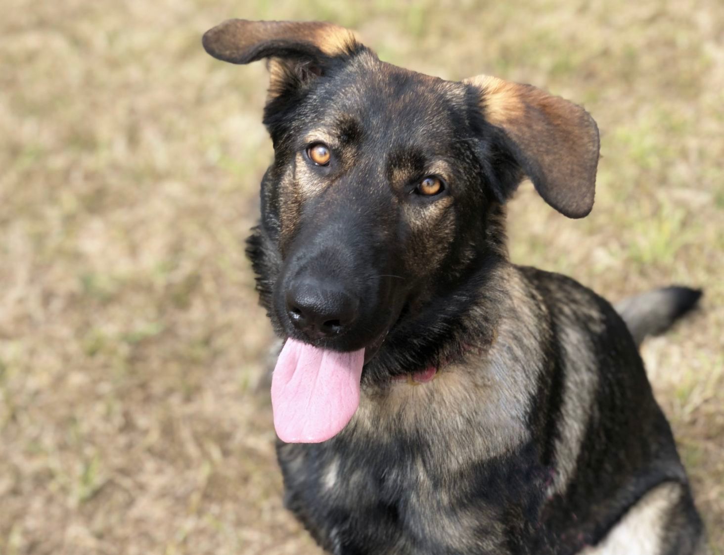 RSPCA launches Adoptober in Essex