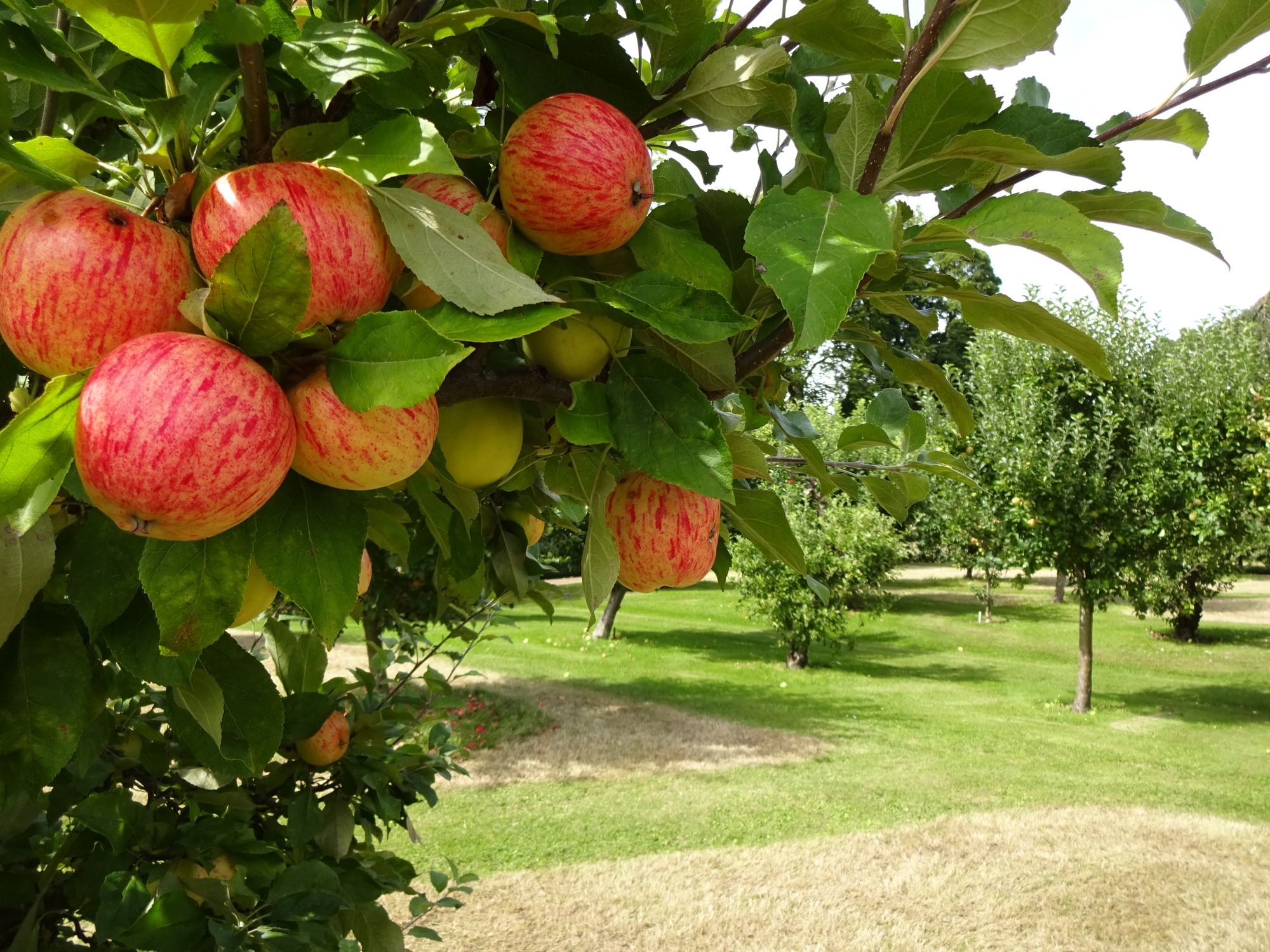 Apple Day returns to Stow Hall Gardens