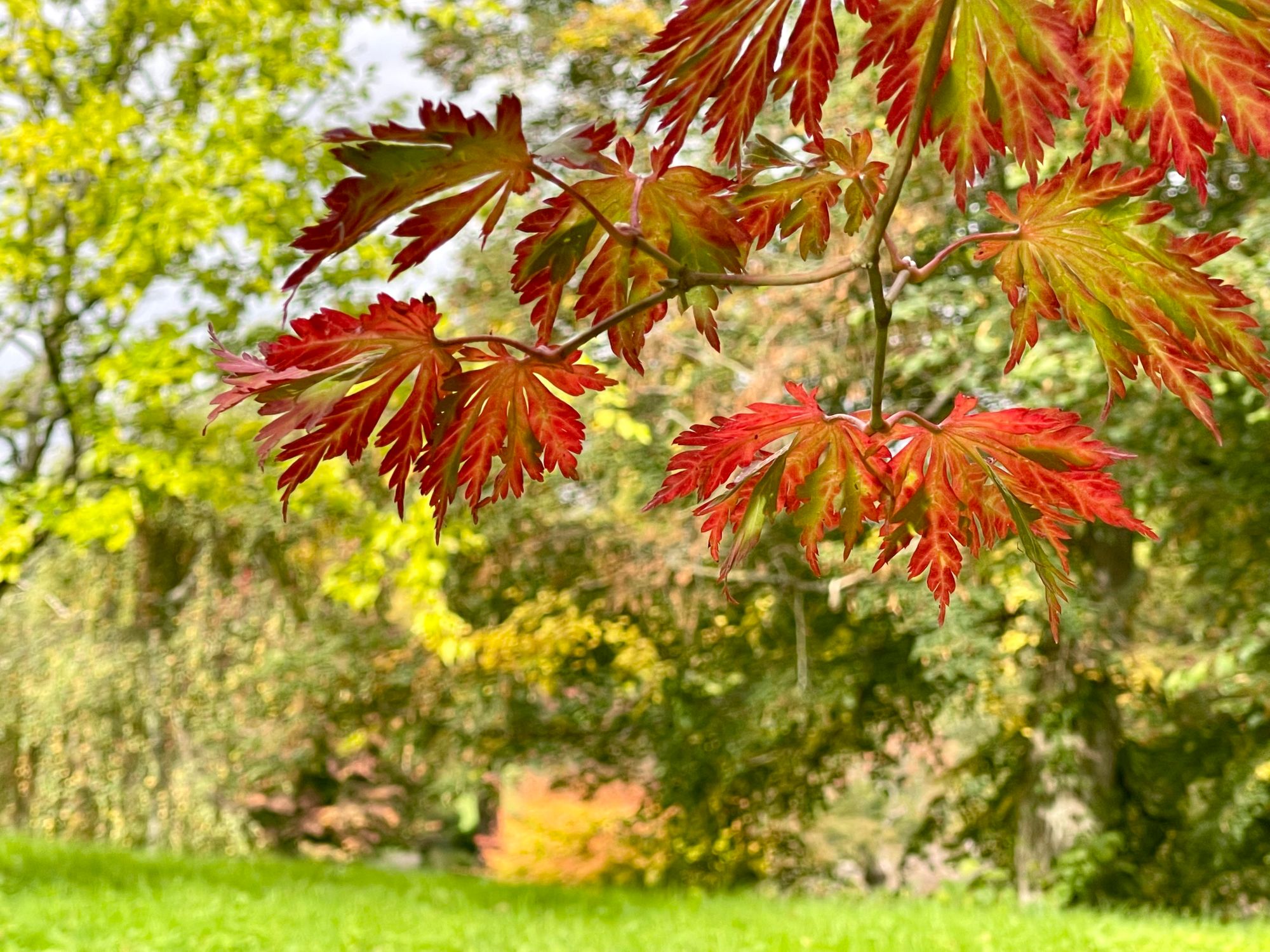 Hever Castle welcomes spectacular autumn colours