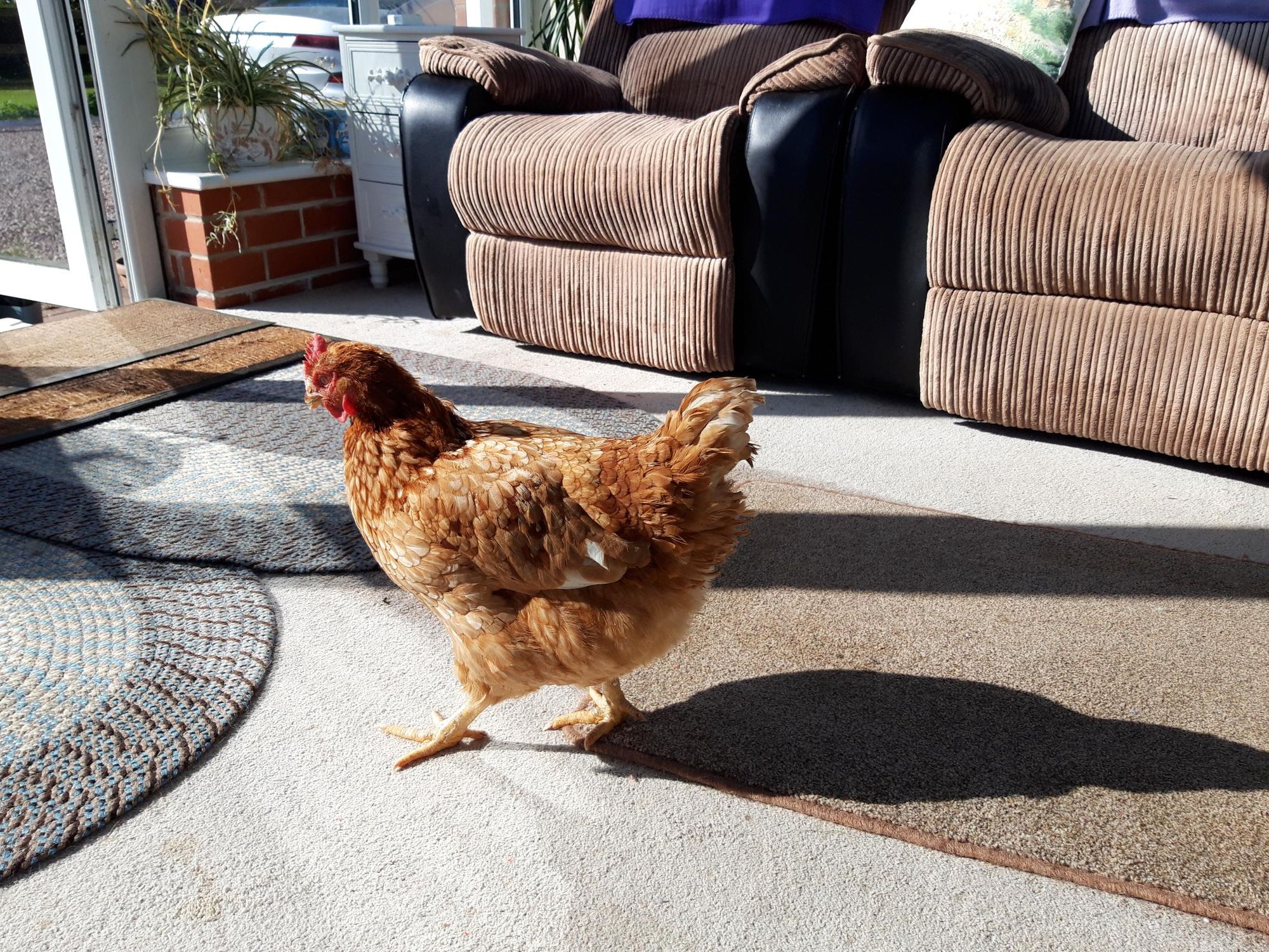Caged hens looking for freedom in new homes