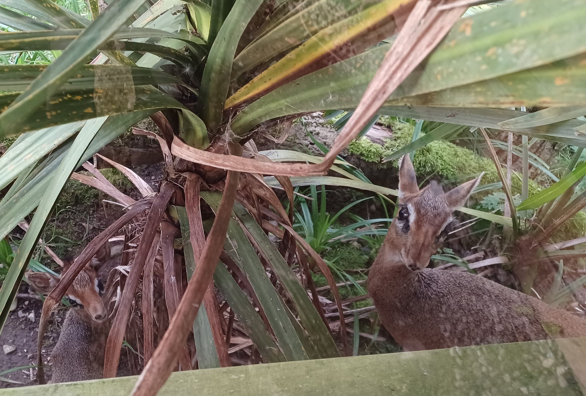 Surprised Cumbria zookeepers find new arrival in the bushes