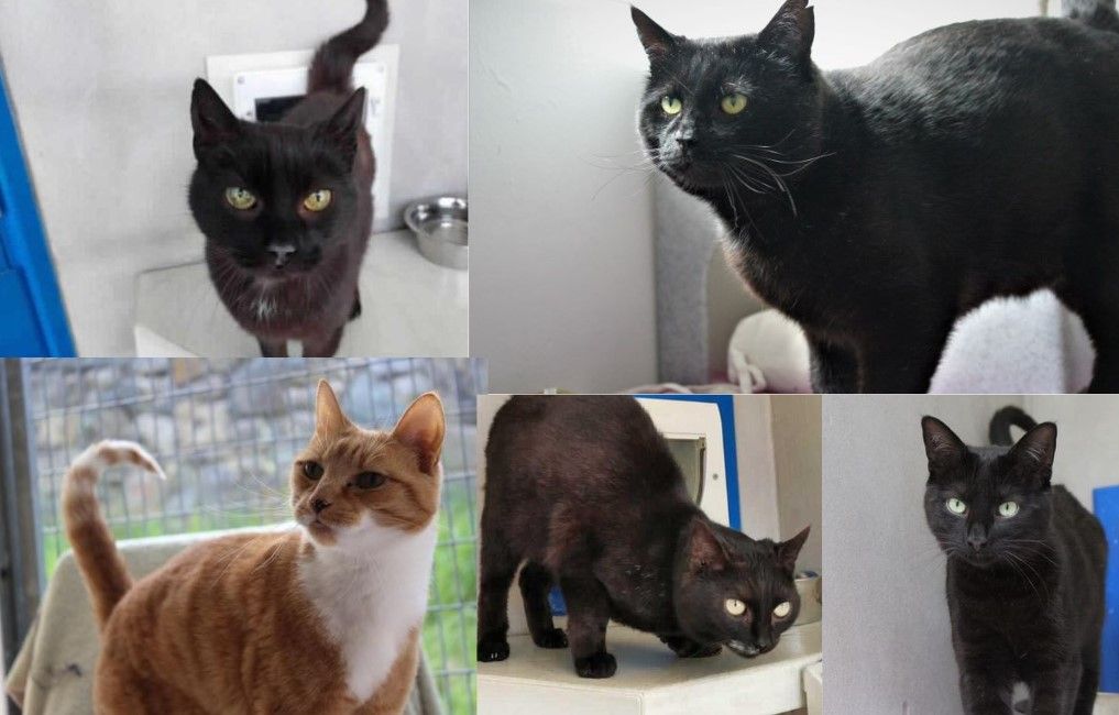 Hocus Pocus: Cats with character put a spell on Upper Colwyn Bay