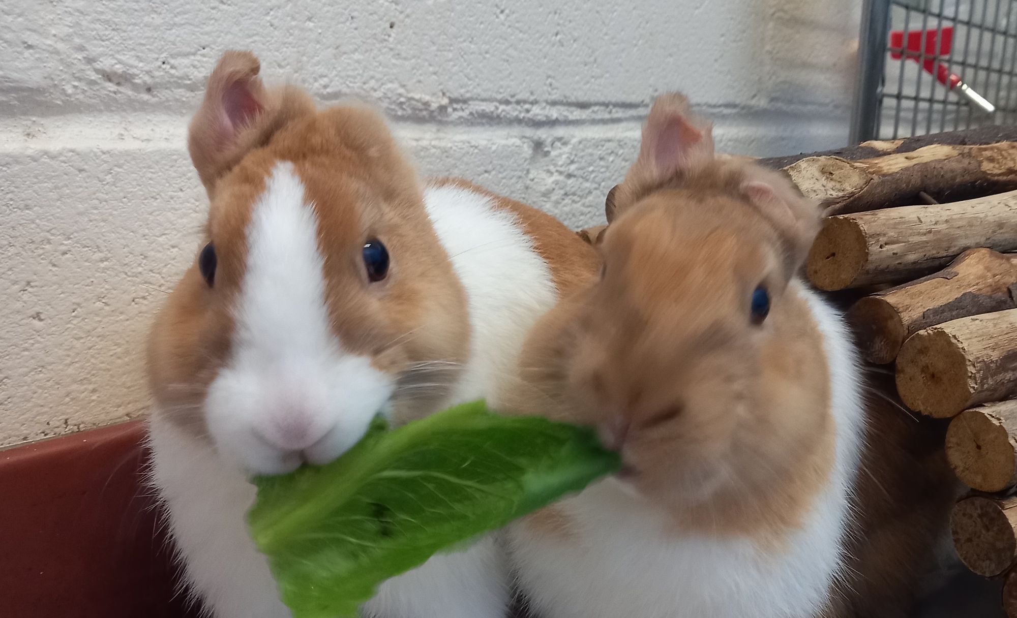 Six bunnies whose ears were nibbled off as babies struggling to find homes in Cornwall