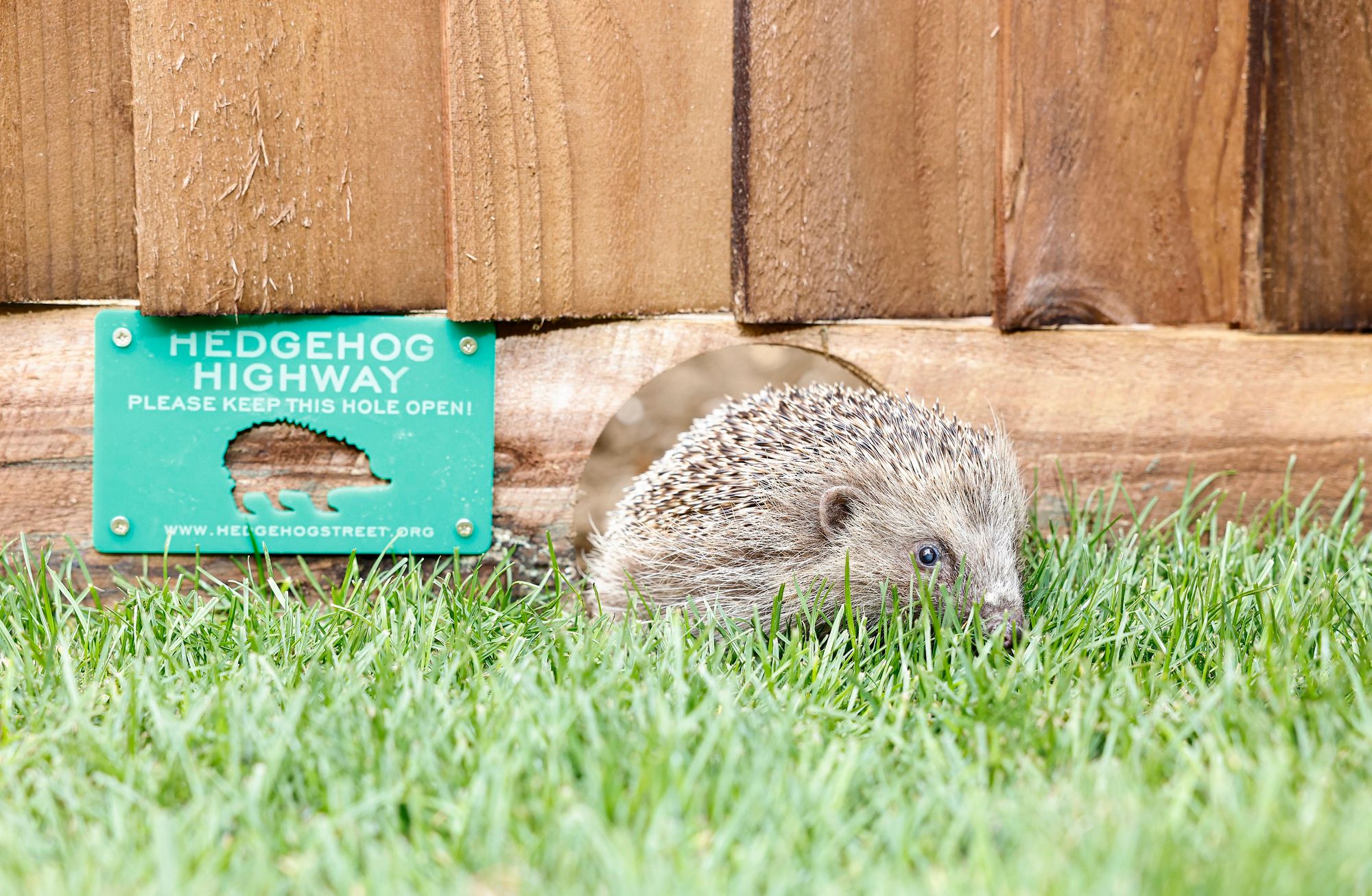 Highways for hedgehog travel in Sharnbrook and Biddenham