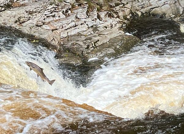 Rossendale Ramblers: Stainforth and salmon