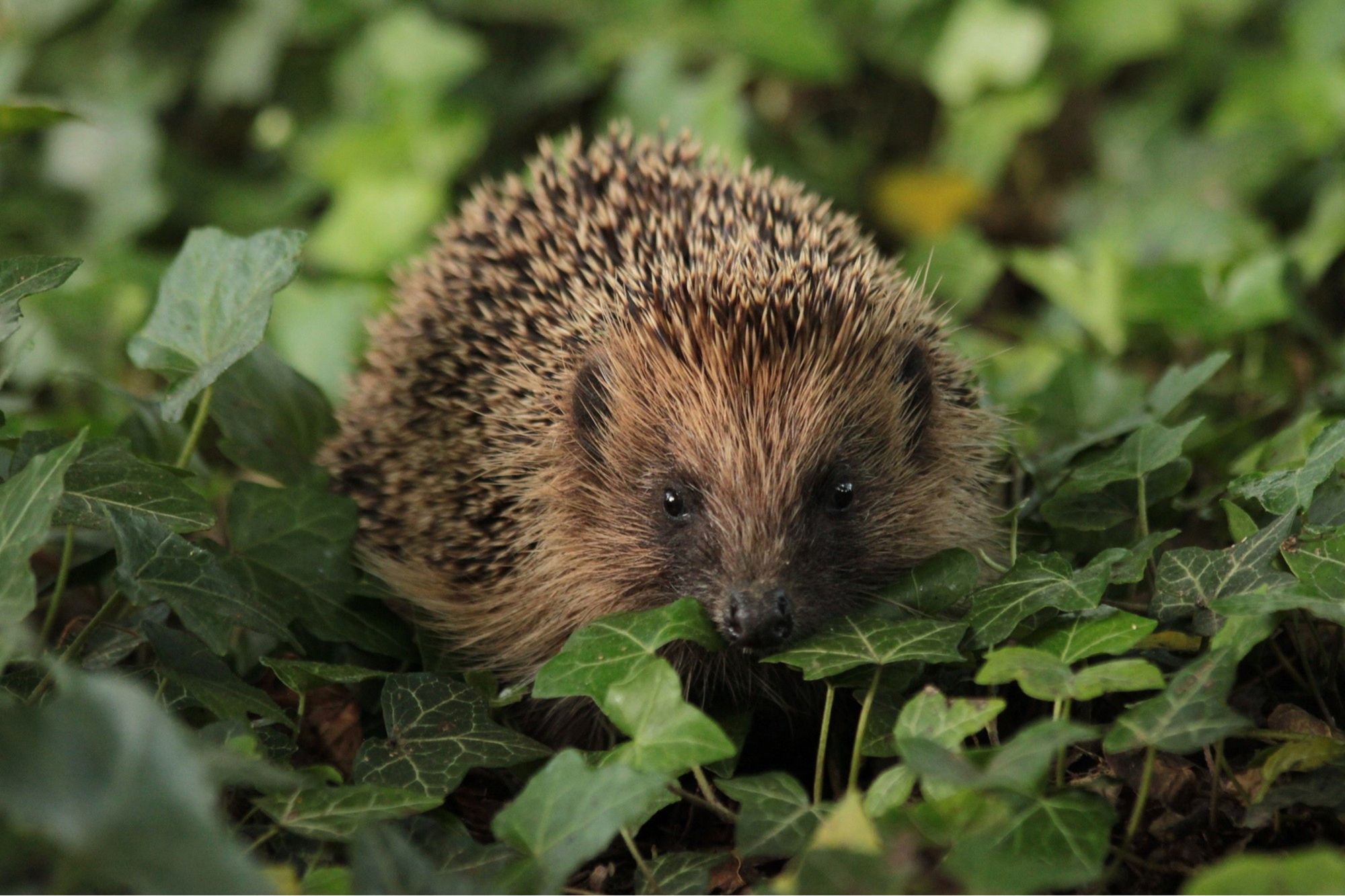 South West wildlife photography competition with special hedgehog category