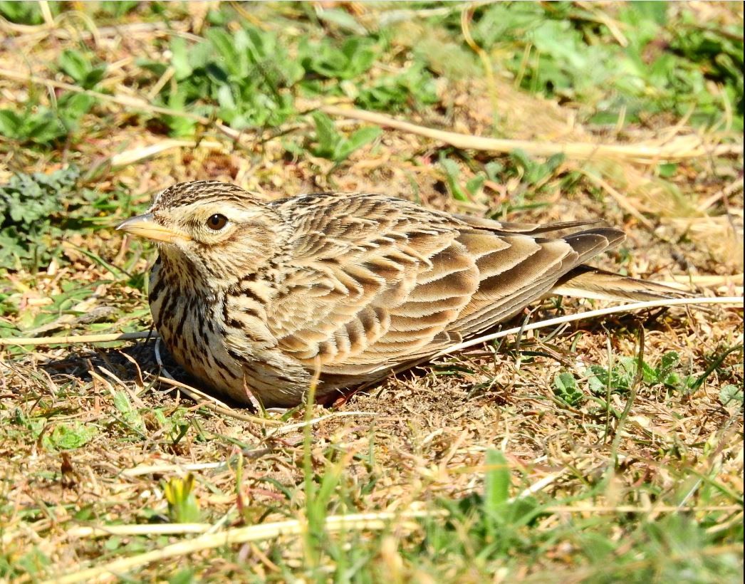Sefton Coast Column: Learn the sounds of the late autumn migration