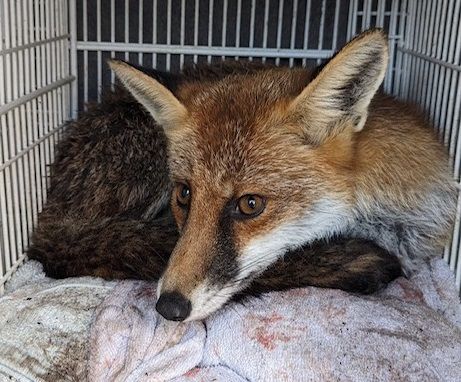 Fox rescued and returned to wild after falling into disused water storage tank