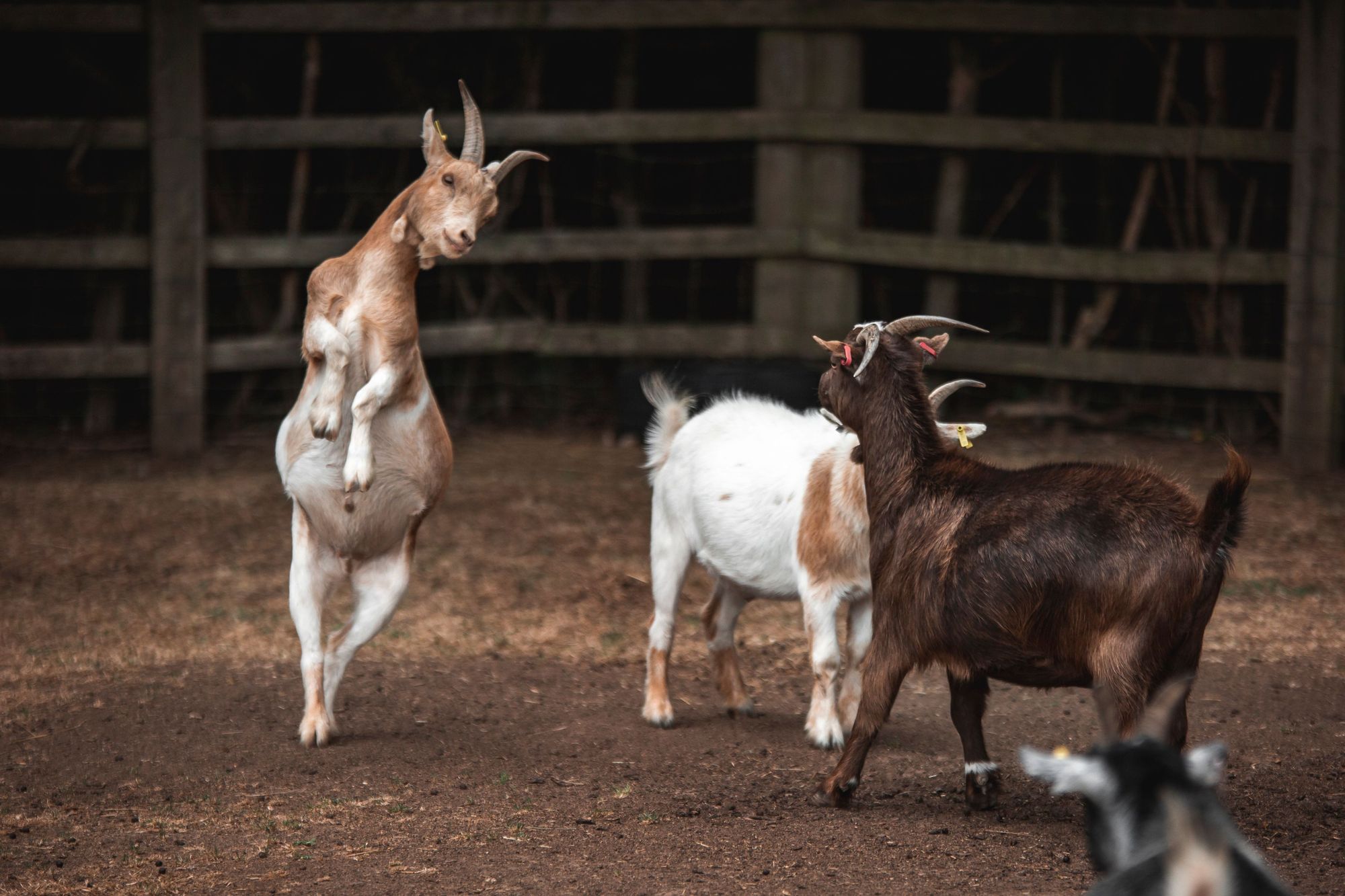 Desperate appeal after seven tame goats stolen from Kew Little Pigs in overnight raid